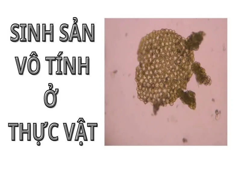 Sinh sản vô tính là gì