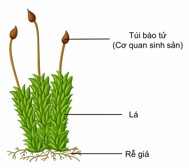 Sinh sản vô tính là gì