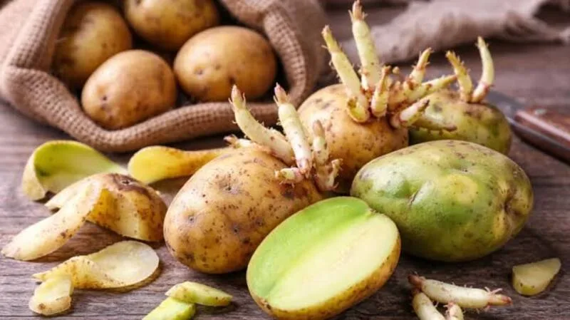 Sinh sản vô tính là gì